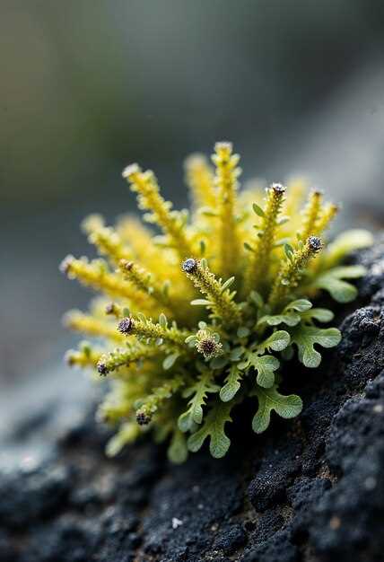 Меры по сохранению морских растительных сообществ и их биологических особенностей