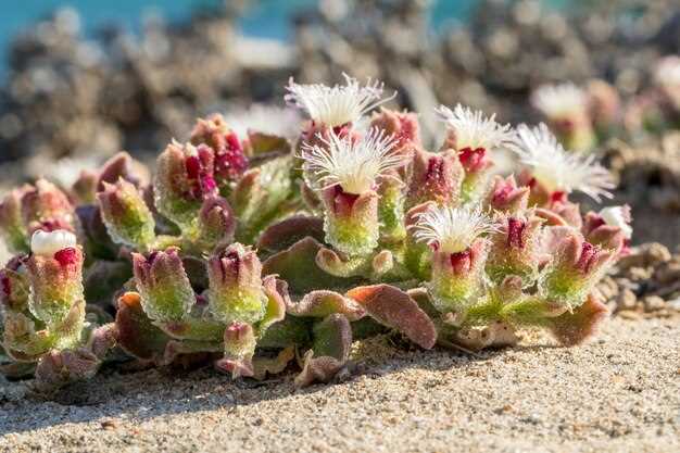 Как морские растения используют свет и другие ресурсы в условиях тёмных глубин