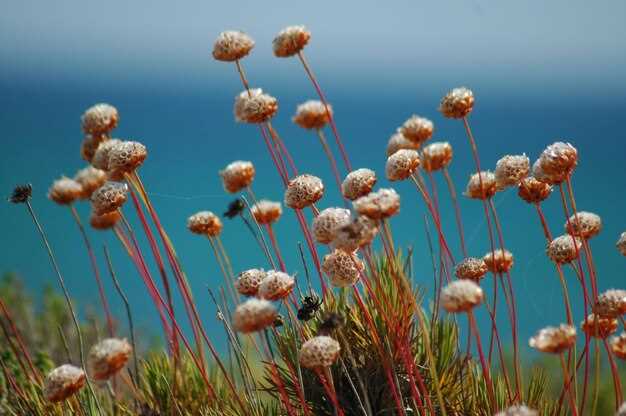 Уникальные приспособления морских трав к подводной жизни