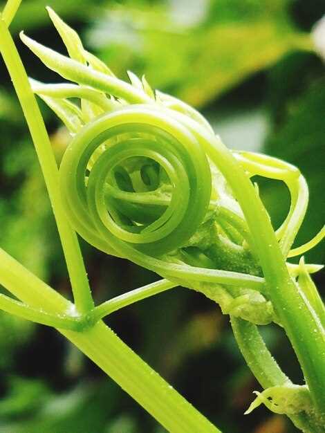 Преимущества установки полного привода на Сузуки Лиана