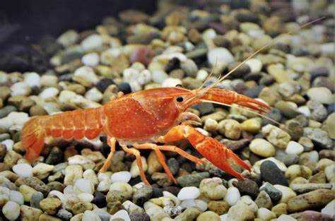 Влияние качества воды на популяцию